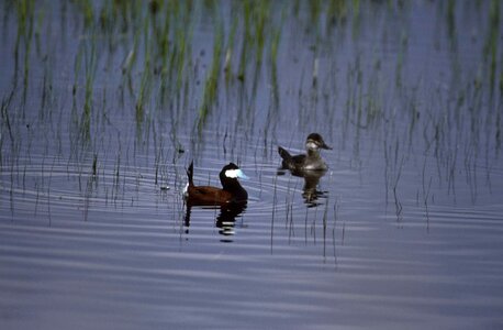 Bathe couple duck photo