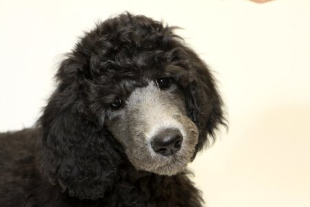 Puppy standard poodle dog