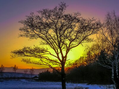 Tree sunset snow