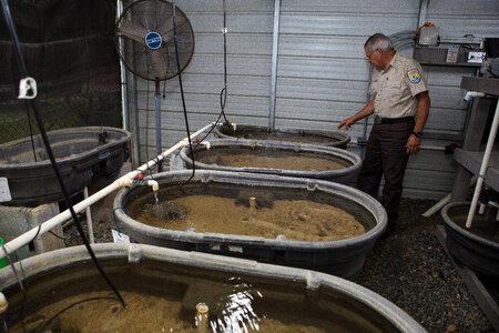 Capative propagation of the purple bankclimber mussel