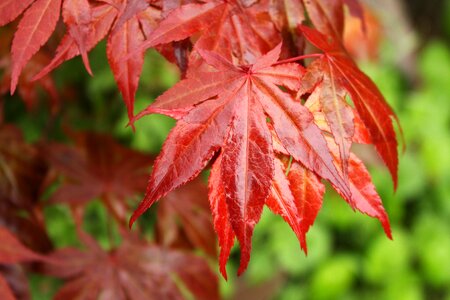 Leaf maple red