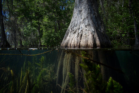 Bald cypress scenics in spring fed lake photo