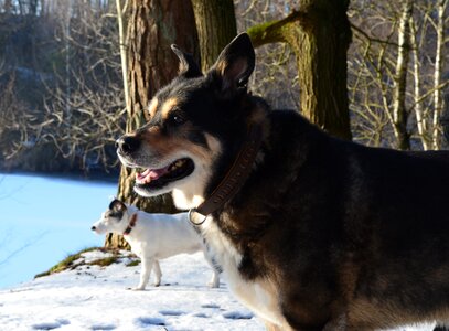 Lovely dog winter forest photo