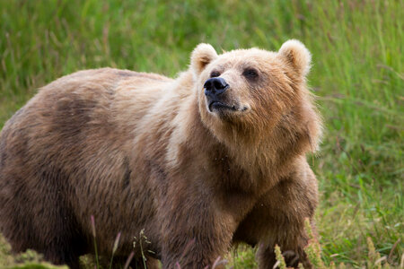 Kodiak brown bear-2