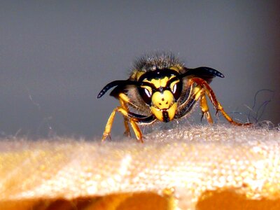 Insect macro wasp