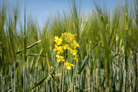 Barley barley field yellow photo