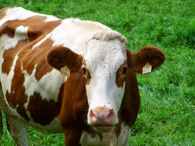 Brown and white cow cattle green pastures