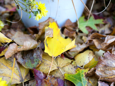 Fallen Leaves