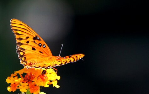 Flying passion delicate photo