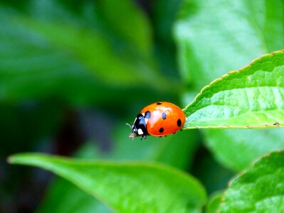 Red spotted leaf photo