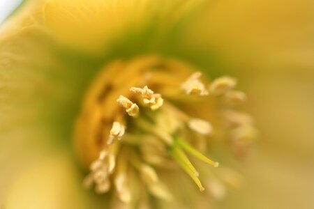 Beautiful Flowers blooming blossom