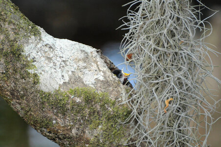 Chickadee feeding photo