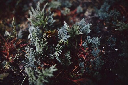Macro nature season