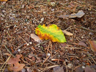 Foliage nature detail
