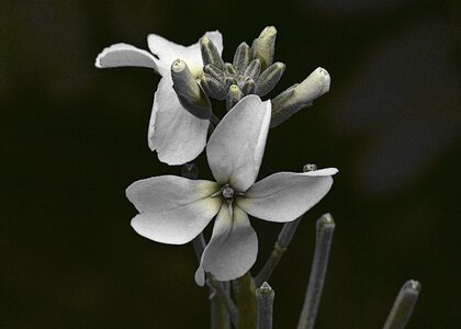 Close-up nature plants