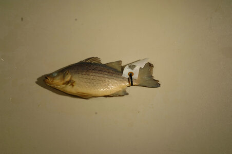Morone chrysops-2