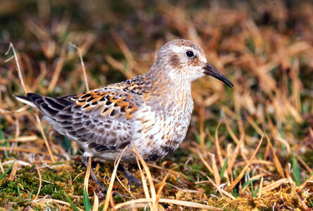 Rock sandpiper