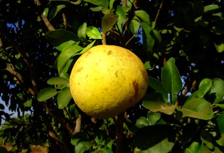 Fresh yellow healthy