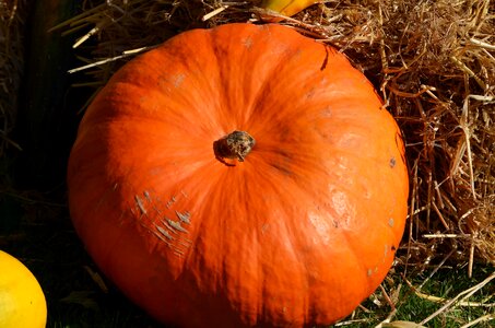 Orange autumn thanksgiving photo