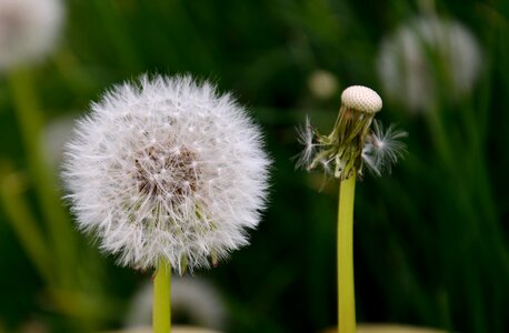 Nature blossom bloom photo