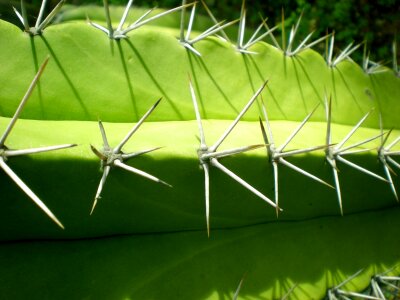 Sharp green desert