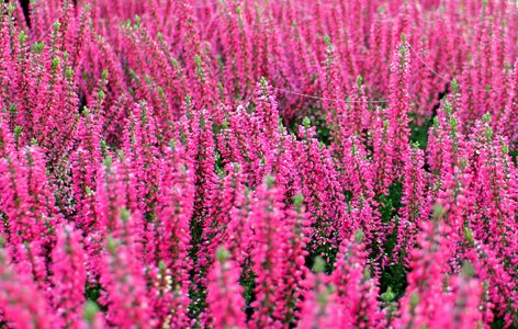 Flower bloom plant photo