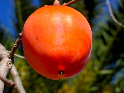 Nature red macro