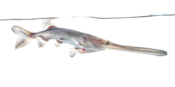 American paddlefish-1 photo