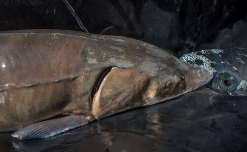 Lake sturgeon during procedure by USFWS-2