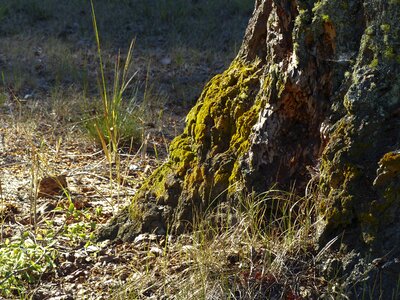 Moss covered old tree nature photo