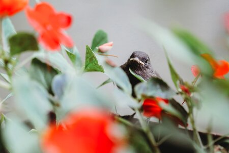 Nature leaf bird