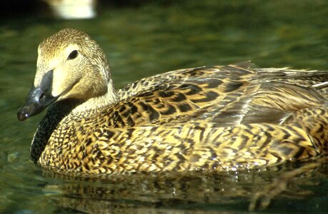 Bird king Somateria mollissima photo