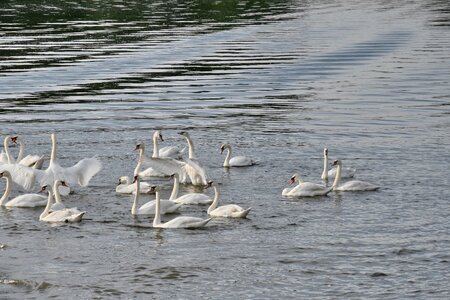 Flock swan bird photo