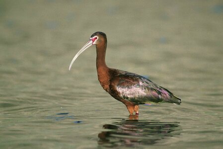 Breeding plumage white photo