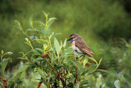 Bluethroat Male-1 photo