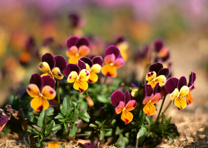 Two color flower in garden photo