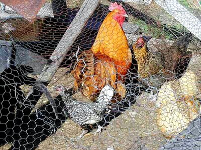 Animal bird chickens