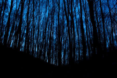 Forest and trees at night in the darkness photo