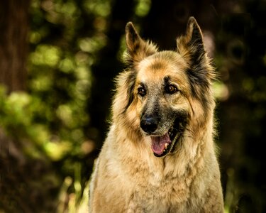 Mix happy canine