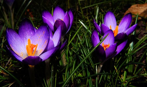 Spring flowers nature bühen