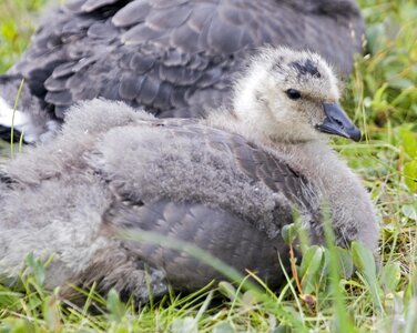 Canada goose gosling photo