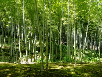 Forest trees woods photo