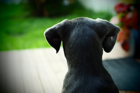 Animal puppy profile photo