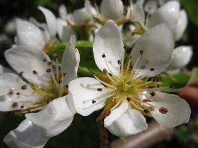 Beautiful Flowers blooming blossom photo