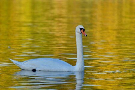 Golden Glow reflection swan