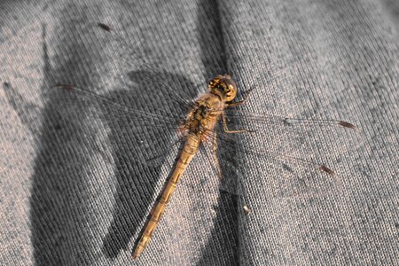 Canvas dragonfly insect