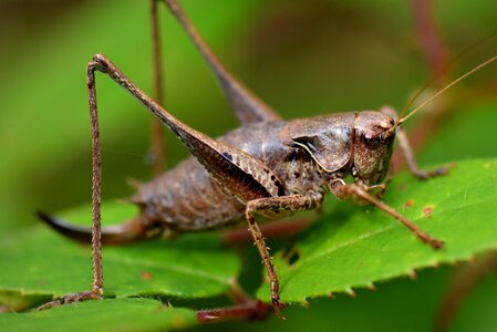 Nature bug macro