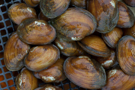 Laser engraved freshwater mussels-2