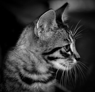 Cat cute domestic