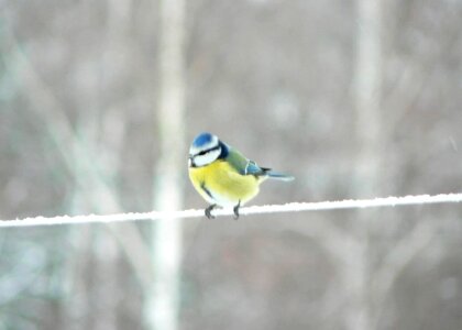 Blue blue tit clothesline